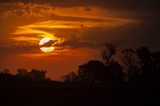 Impresionante tiro de siluetas de árboles bajo el cielo dorado durante el atardecer