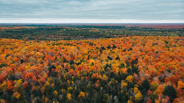 Impresionante vista aérea de un bosque otoñal en hermosos colores