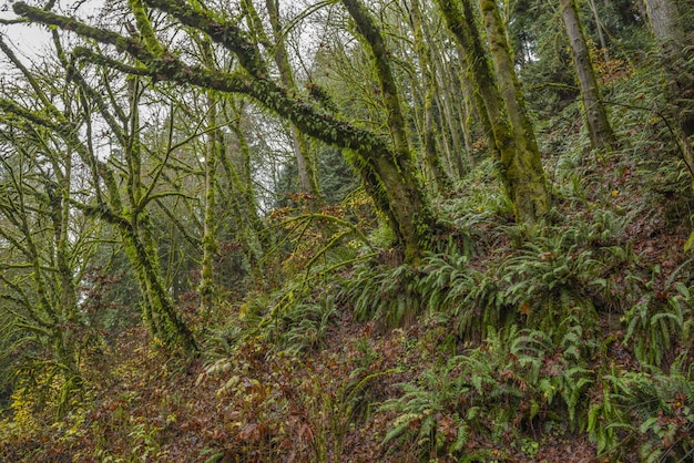 Impresionante vista de los árboles cubiertos de musgo y plantas de helechos en medio de un bosque tropical