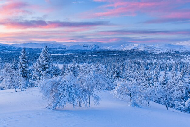 Impresionante vista de un bosque cubierto de nieve durante la puesta de sol en Noruega