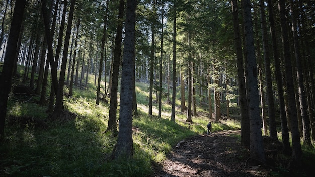 Impresionante vista de un bosque increíble con muchos árboles