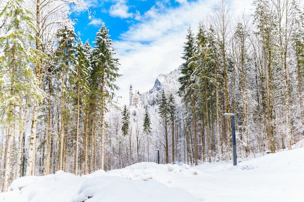 Impresionante vista del bosque y las montañas cubiertas de nieve bajo el cielo nublado