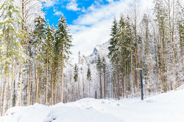 Impresionante vista del bosque y las montañas cubiertas de nieve bajo el cielo nublado