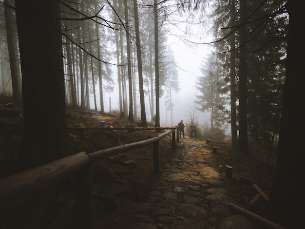 Impresionante vista de un camino en medio del bosque capturado en Madeira, Portugal