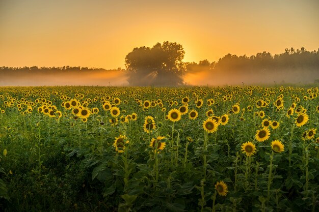 Impresionante vista de un campo lleno de girasoles y árboles.