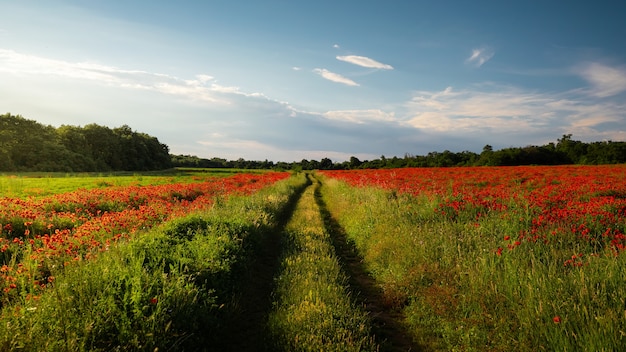 Impresionante vista de un campo verde cubierto de amapolas