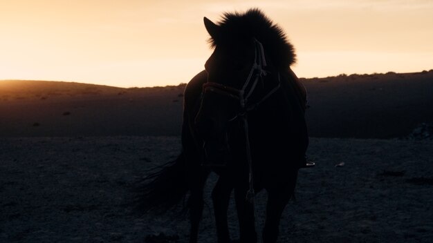 Impresionante vista de un hermoso caballo en el desierto al atardecer