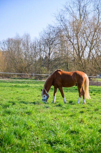 Impresionante vista de un hermoso caballo marrón comiendo hierba