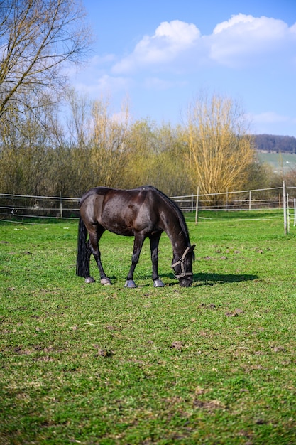 Impresionante vista de un hermoso caballo negro comiendo hierba