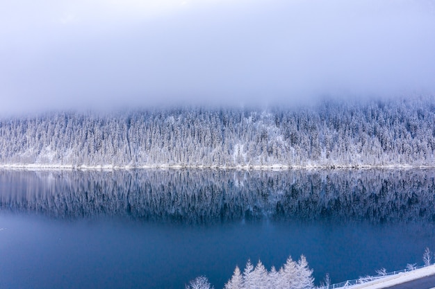 Impresionante vista de hermosos árboles cubiertos de nieve con un lago tranquilo bajo un cielo brumoso