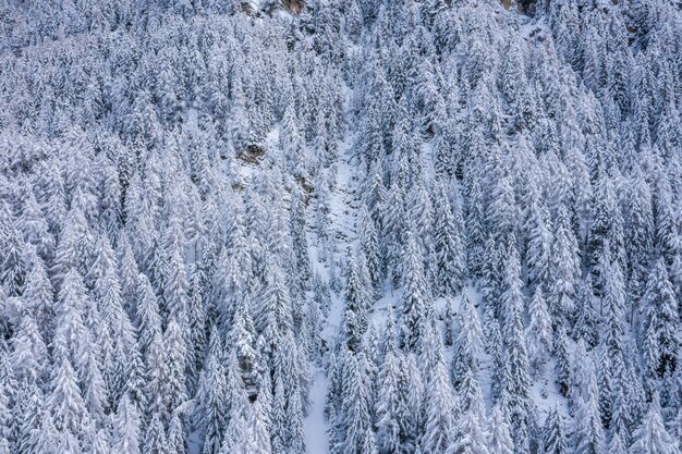 Impresionante vista de las montañas boscosas cubiertas de nieve durante el día