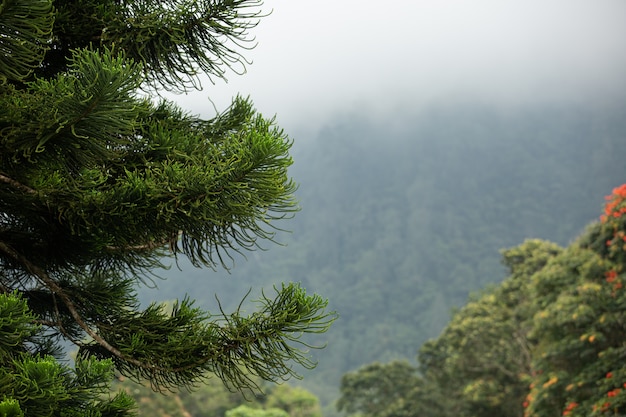 Impresionante vista de la picea en las montañas. Bali. Indonesia.