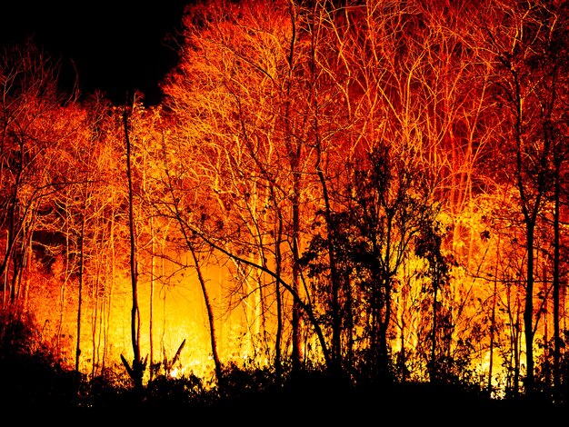 Incendio Forestal En La Noche Foto Premium