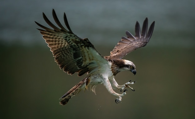 Increíble águila pescadora o halcón marino tratando de cazar