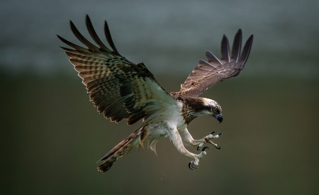Increíble águila pescadora o halcón marino tratando de cazar
