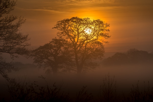 Increíble bosque y la puesta de sol