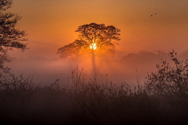 Increíble bosque y la puesta de sol