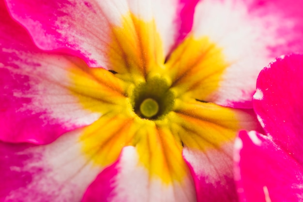 Increíble flor rosa fresca con centro amarillo