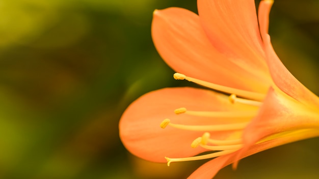 Foto gratuita increíble floración fresca de naranja con largos pistilos.