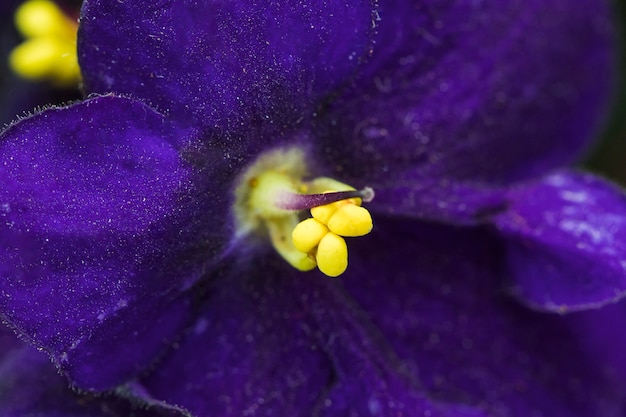 Increíble floración violeta fresca con pistilos amarillos.