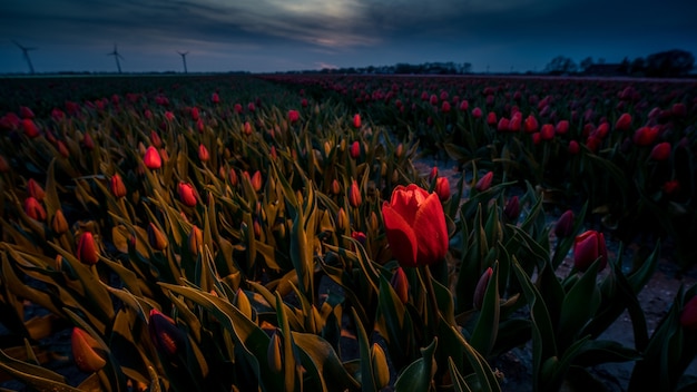 Increíble foto de campo de tulipanes rojos en una hermosa puesta de sol