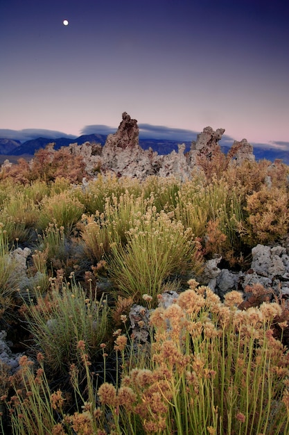 Increíble foto de diferentes plantas que crecen en un paisaje de montaña durante una puesta de sol