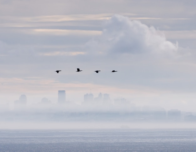 Increíble foto de un grupo de aves volando sobre el mar en el paisaje urbano de San Francisco
