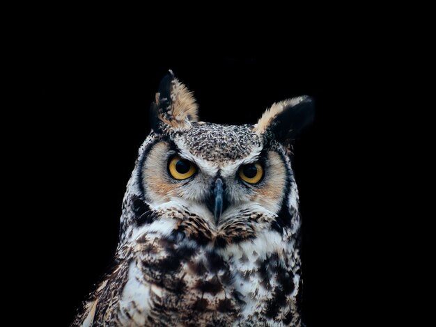 Increíble foto de un hermoso búho aislado en un negro