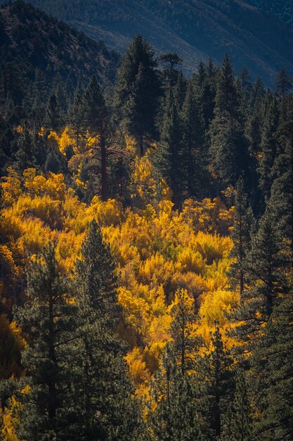 Increíble foto de pinos y árboles de hojas amarillas bajo la luz del sol