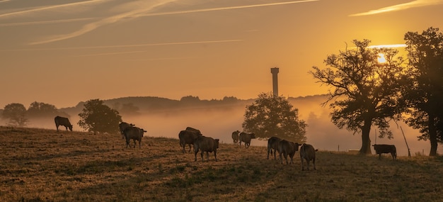 Increíble foto de una tierra de cultivo con vacas en una puesta de sol