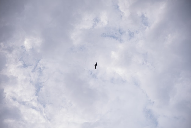 Increíble hermoso cielo con nubes - Con pájaro