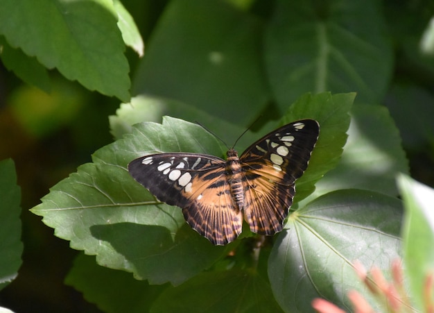 Increíble mirada de cerca a una mariposa Clipper marrón
