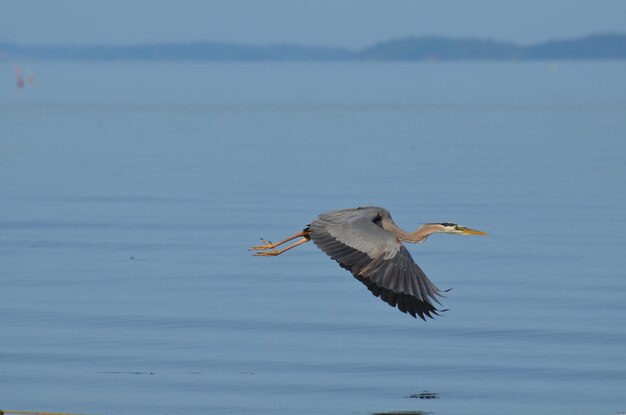 Increíble pájaro garza volando en vuelo en Casco Bay, Maine.