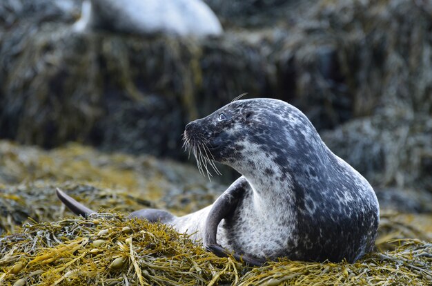 Increíble perfil de una foca de puerto en un montón de algas