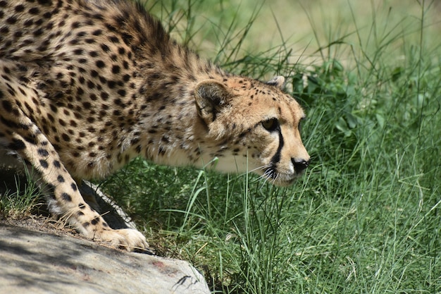 Increíble perfil de un hermoso gato guepardo en cuclillas.