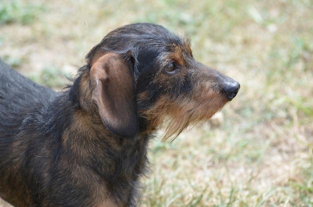 Increíble perfil de un lindo perro salchicha de pelo de alambre.