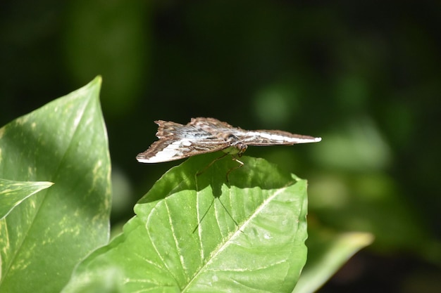 Increíble primer plano de una mariposa en una hoja verde