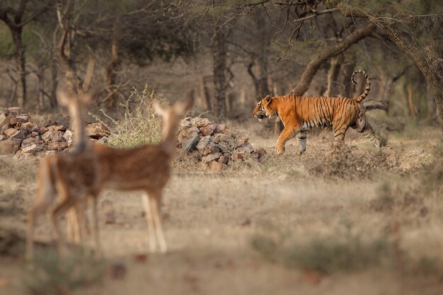 Increíble tigre de Bengala en la naturaleza con gacelas.