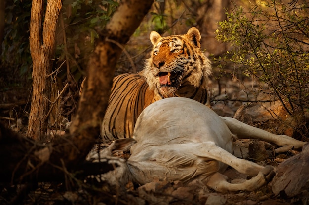 Increíble tigre de Bengala en la naturaleza con su presa.