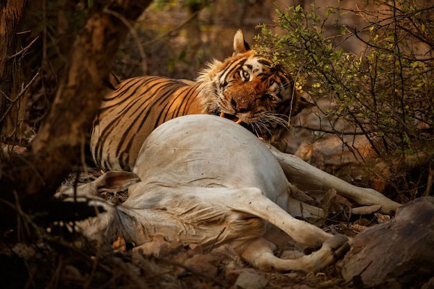 Increíble tigre de Bengala en la naturaleza con su presa.