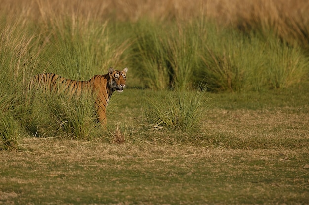 Increíble tigre de Bengala en la naturaleza.