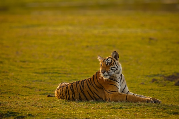 Increíble tigre de Bengala en la naturaleza.