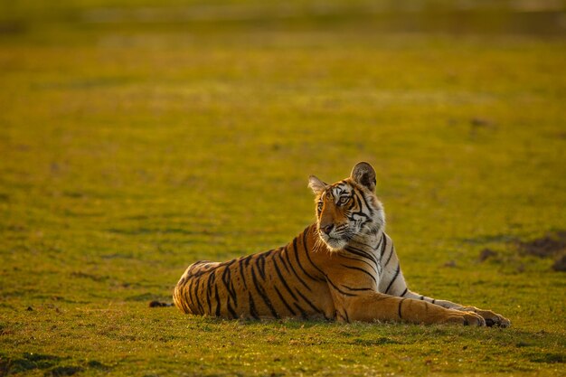 Increíble tigre de Bengala en la naturaleza.