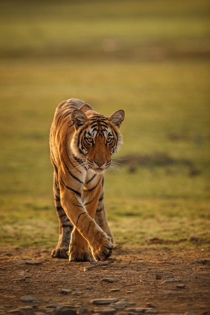 Increíble tigre de Bengala en la naturaleza.