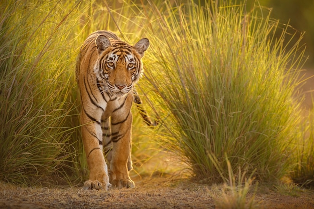 Foto gratuita increíble tigre de bengala en la naturaleza.