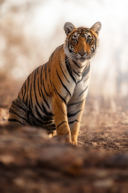 Foto gratuita increíble tigre de bengala en la naturaleza.