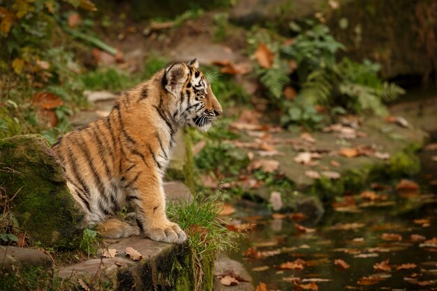 Increíble tigre de Bengala en la naturaleza.