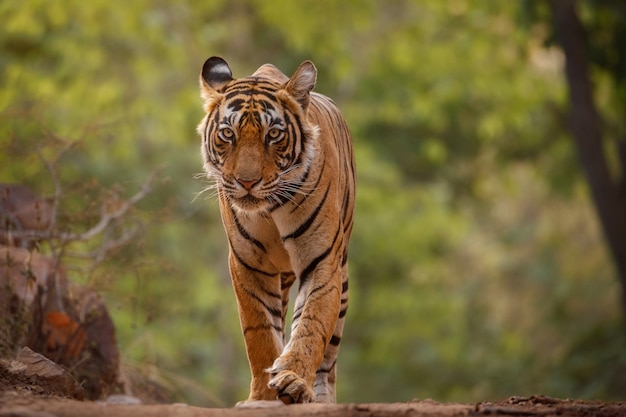 Increíble tigre de Bengala en la naturaleza.