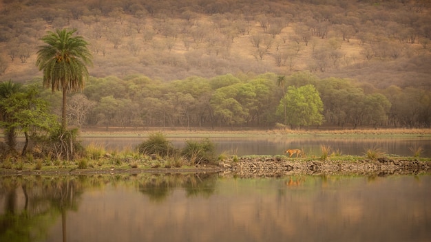 Increíble tigre de Bengala en la naturaleza.