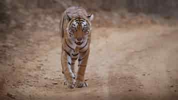 Foto gratuita increíble tigre de bengala en la naturaleza.